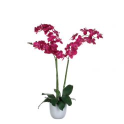 Plante Phalaenopsis orchidée 100 cm violet